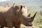 white_rhinoceros (10)